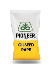 PİONEER KANOLA TOHUMU